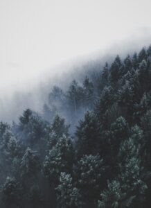 pine trees in the winter with fog