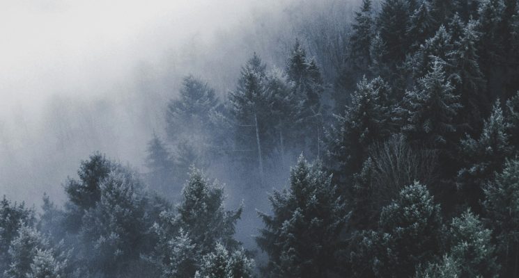pine trees in the winter with fog